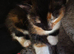 Mixed british Longhair kittens are looking for loving homes.