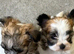 3 girl maltipoo