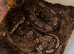 Various morphs