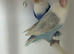 Love birds
