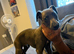 Blue whippet puppy