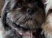 Lhasa Apso puppies for sale