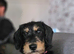 Dachshund x Bedlington terrier