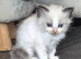 Ragdoll pedigree