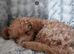 Asian Toy Poodle