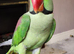 Pair of parrots Alexandrine