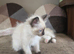 Ragdoll kittens pedigree