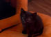 Burmese cross kittens