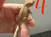 phantom Baby crested gecko