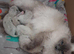 Beautiful GCCF Registered Ragdoll Kittens