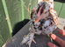 Milluflur pekin pullets