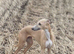 Beautiful KC registered whippets puppies for sale