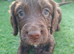 Cocker spaniel puppies