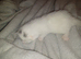 3 male maincoon kittens for sale
