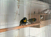 Breeding pair Cuban finches