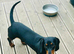 Miniature dachshund boy