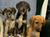 Collie x Lurcher puppies