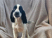 Sprocker spaniel puppies