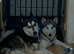 6 puppies