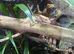Female crested gecko and Full bioactive set up