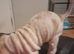 Shar pei puppy