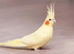 Semi tamed baby Cocktaiel
