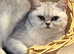 Female British shorthair
