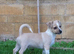 Last stunning boy Puppy Chihuahua left