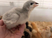 Lavender Leghorn 1 week old chicks