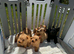 Scottish terrier puppies