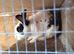 2 brother rabbits