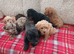 Beautiful cavapoo puppies