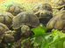 Baby sulcarta Tortoises