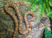 Variable King Snake at Birmingham Reptiles