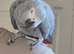 Afrecan greay Parrot very tame