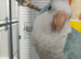 Quaker parrot blue 4 month old