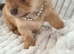 Pomchi Girls