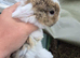 Selection of lop rabbits adults and baby's
