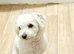 Maltipoo female