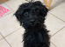 Toy poodle cross miniature poodle