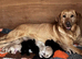 KC Registered Labrador Puppies Health-Tested Parents • Family Raised • Reservations Now Being Taken