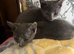 3 Russian blue kittens for sale