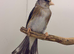 2025 blue mule nice singing bird