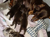 Miniature DACHSHUND