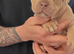 American Bully Pocket