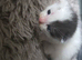 3 kittens looking forever home
