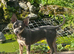 9 month old female chihuahua
