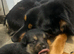 Belgian Malinois puppy's