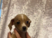 2 beautiful Chiweenies