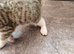Beautiful tiger kittens